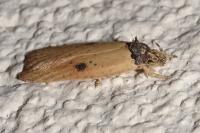 Agonopterix subpropinquella