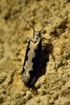 Ethmia bipunctella