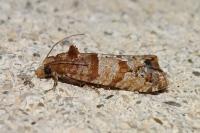 Lobesia indusiana/limoniana