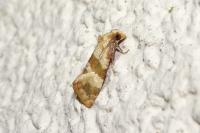 Phalonidia contractana