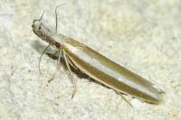 Pleurota aristella