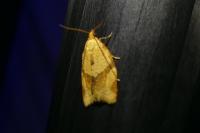 Clepsis consimilana