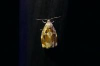 Archips xylosteana