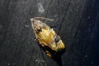 Ditula angustiorana