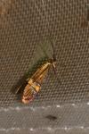 Nemophora degeerella