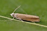 Eucosma obumbratana