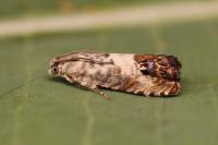 Pammene fasciana