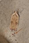 Agonopterix nervosa