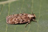 Depressaria douglasella