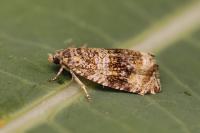 Celypha lacunana
