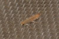 Phyllonorycter messaniella
