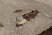 Hedya nubiferana