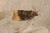 Hedya ochroleucana