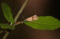 Celypha striana