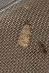 Isotrias stramentana