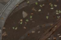 Tortrix viridana