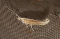 Ypsolopha nemorella