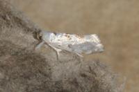 Niphonympha dealbatella