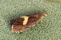 Dichrorampha petiverella