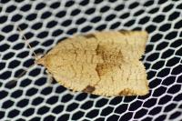 Lozotaenia forsterana
