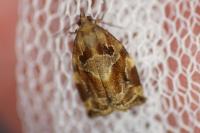 Archips xylosteana