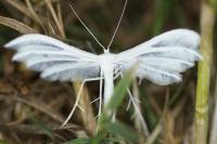 Pterophorus pentadactylus