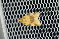 Epagoge grotiana