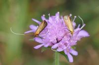 Nemophora metallica