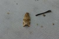 Choristoneura hebenstreitella