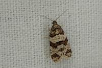 Isotrias rectifasciana