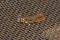 Epinotia abbreviana