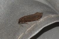 Elatobia fuliginosella