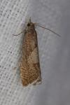 Dichrorampha