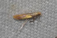 Caloptilia alchimiella