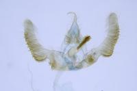 Epinotia abbreviana
