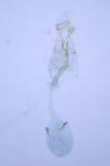 Caloptilia alchimiella