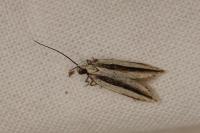 Mirificarma interrupta