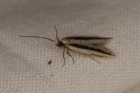 Mirificarma interrupta
