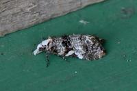 Phtheochroa rugosana