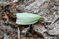 Tortrix viridana