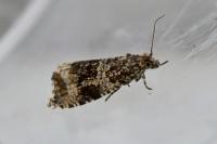Celypha lacunana