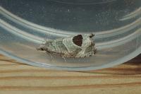 Notocelia uddmanniana