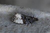 Hedya pruniana