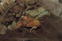 Apoda limacodes
