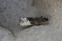 Hedya nubiferana