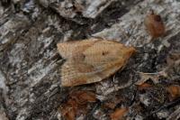 Clepsis consimilana
