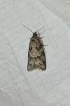 Cnephasia