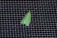 Tortrix viridana