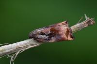 Archips podana