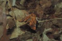 Apoda limacodes